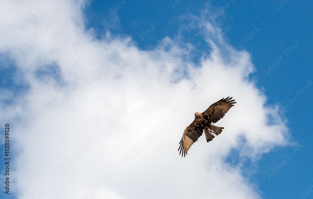 Fototapeta premium A hawk soars through a vibrant blue sky above puffy white clouds