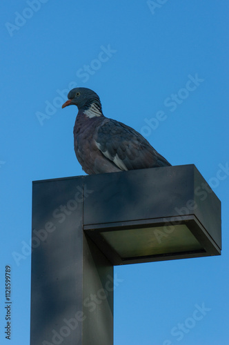 Gray dove sits on modern lamppost with lantern lighting above against blue autumn sky. Krasnodar city park or Galitsky park. Close-up. Design decision. photo