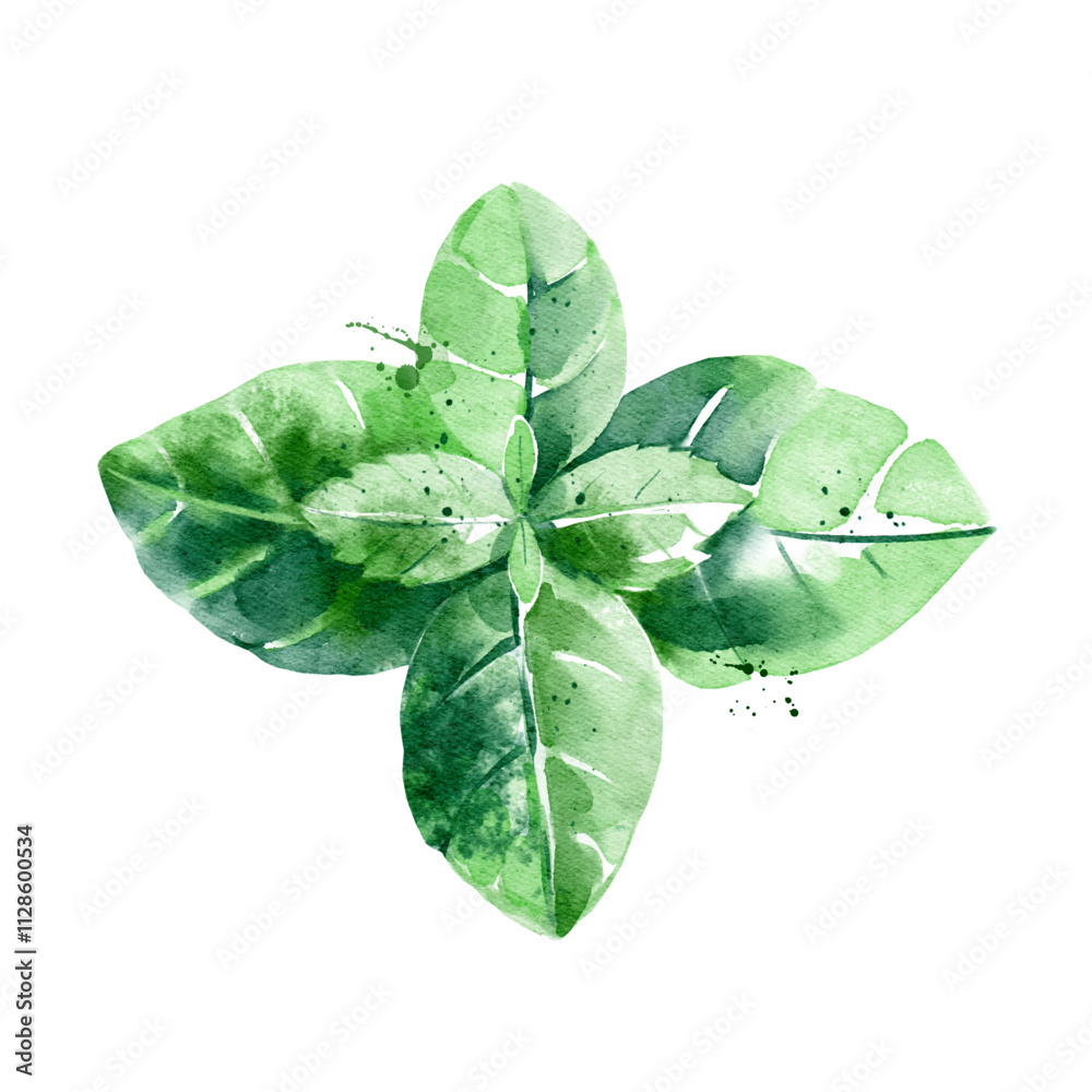 Watercolor basil leaves. Isolated eco food illustration on white background