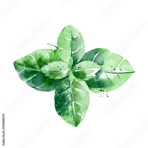 Watercolor basil leaves. Isolated eco food illustration on white background