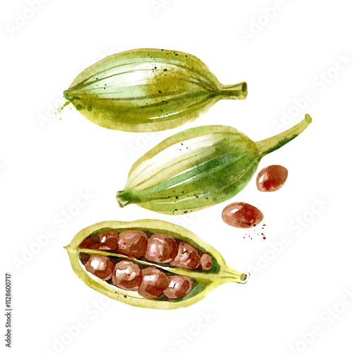 Watercolor hand drawn cardamom seeds isolated eco food illustration on white background