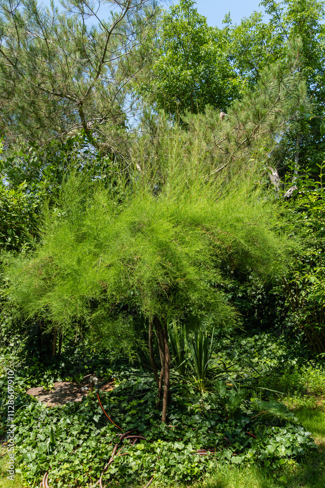 Plant Tamarix tetrandra is shaped like umbrella. Tamarix tetrandra or tamarisk species with delicate and very thin foliage against blurred background of greenery of garden. Selective focus. Plant Tamarix tetrandra is shaped like umbrella. Tamarix tetrandra or tamarisk species with delicate and very thin foliage against blurred background of greenery of garden. Selective focus.
