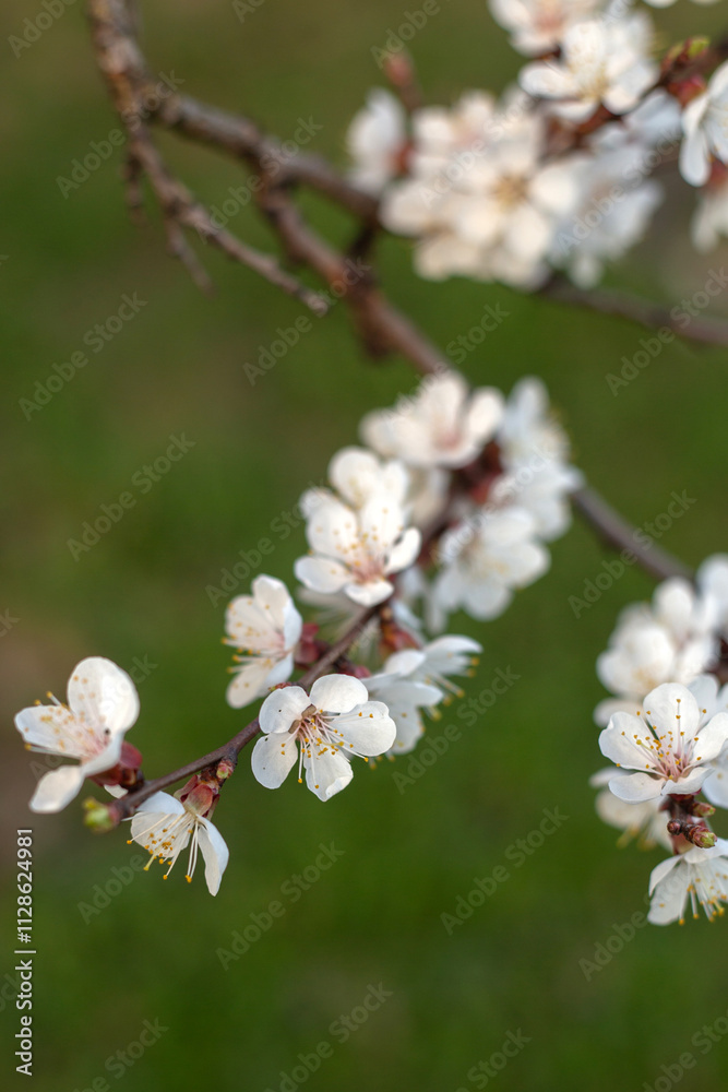 Spring Blooming Trees in Full Glory