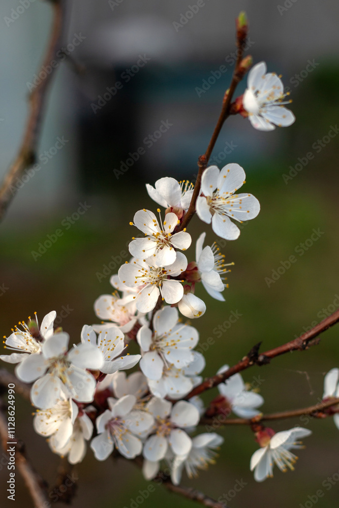 Spring Blooming Trees in Full Glory