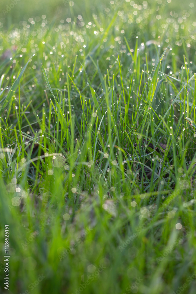 Morning Dew Sparkling on Grass Morning Dew Sparkling on Grass