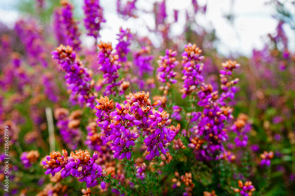Close up of purple heather flowers in the summer Close up of purple heather flowers in the summer