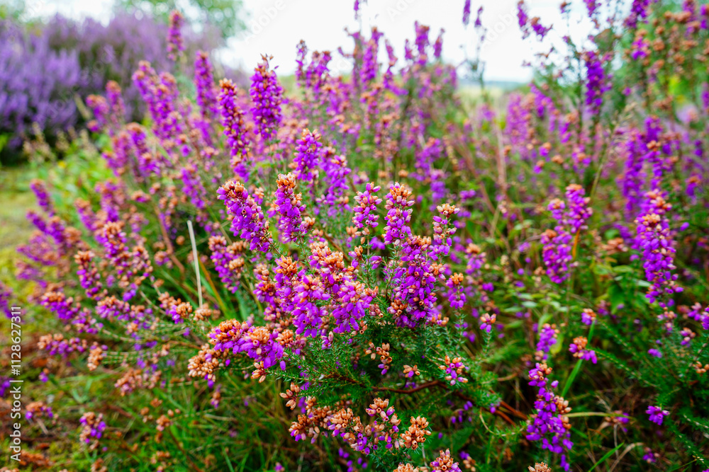 Close up of purple heather flowers in the summer Close up of purple heather flowers in the summer