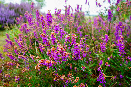 Close up of purple heather flowers in the summer