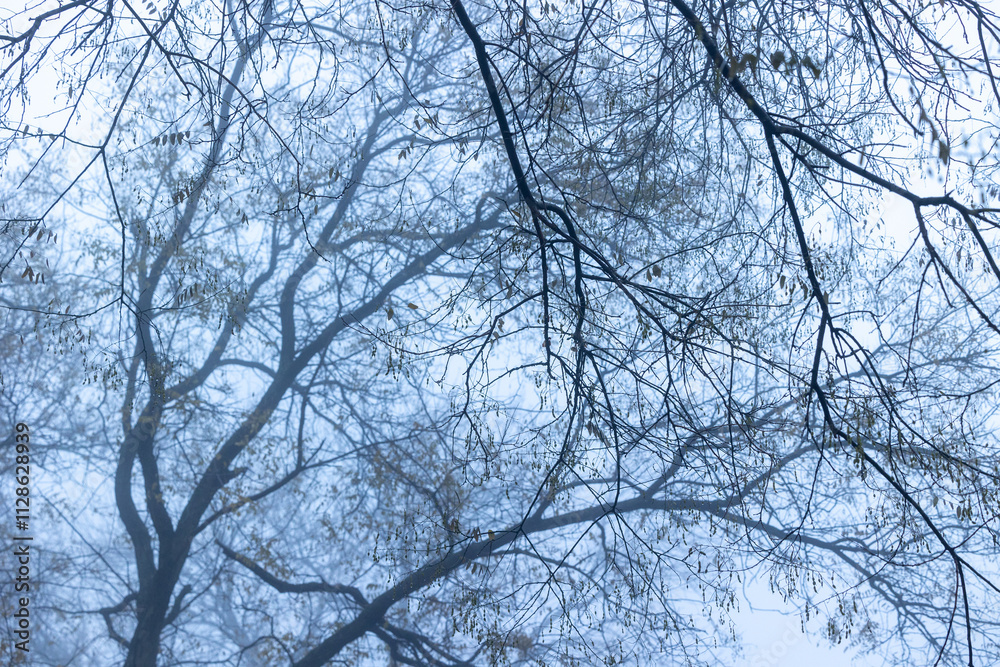 Tree branches against the sky in foggy weather Tree branches against the sky in foggy weather