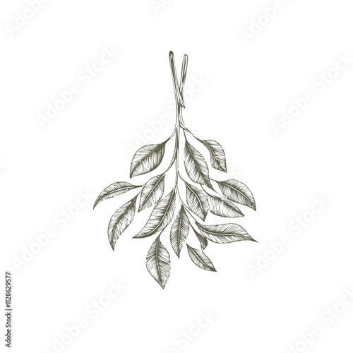 Christmas Mistletoe Sketch Celebration Decoration Winter Event Festival of X-Mas
