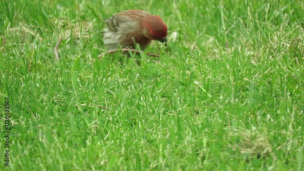 Beautiful Red Finch enjoys food in open field.. These birds have reappeared in North America after long absence.