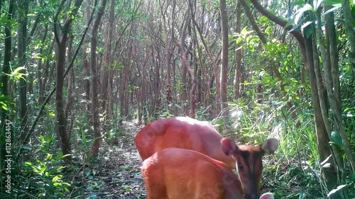 barking deer with fawn in hong kong photo