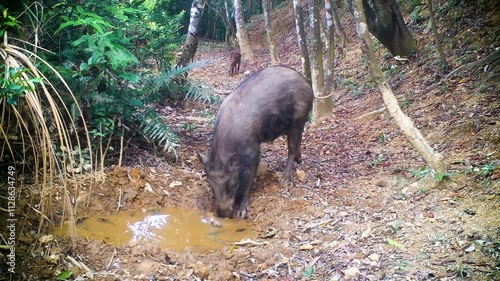 wild boar in hong kong resting in a muddy puddle photo