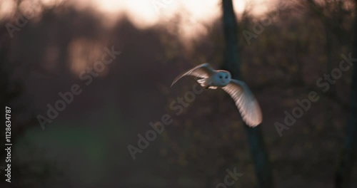 SLO MO MS Barn owl (Tyto alba) flying in forest at sunset / Dorset, UK