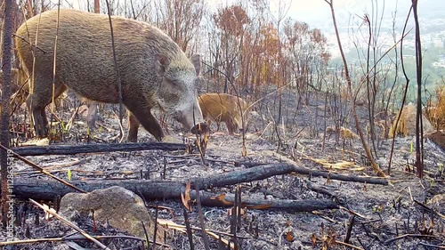 wild boar in hong kong standing in burned landscape after a wildfire photo