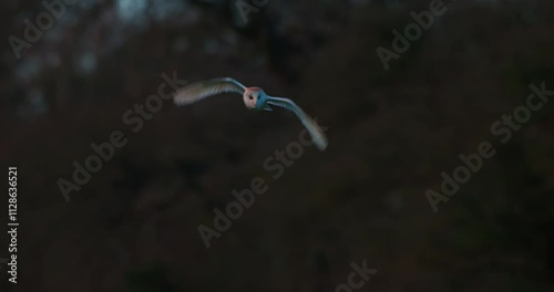 SLO MO MS Barn owl (Tyto alba) flying in forest at sunset / Dorset, UK