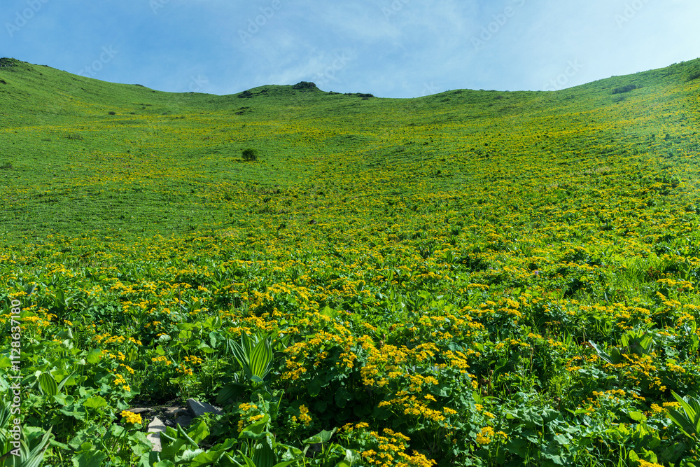 Wild flowers in Balang Mountain, Sichuan Province, China Wild flowers in Balang Mountain, Sichuan Province, China