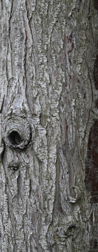 Beautiful close-up of  the bark of cupressus dupreziana photo