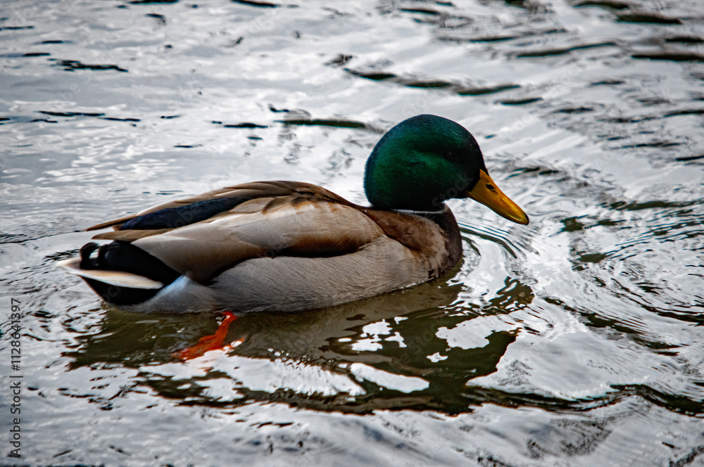 Fototapeta premium Stockente (Anas platyrhynchos) schwimmt auf dem Wasser