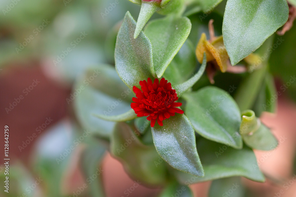 Fototapeta premium Macro shot of a vibrant red flower with yellow pollen at the center. The close-up view highlights the intricate structure and vivid colors of the petals of Aptenia Cordifolia or Baby Sun Rose
