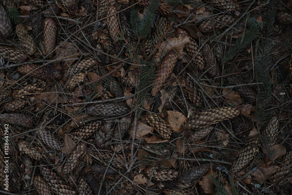 background of wet fir cones and Christmas tree needles background of wet fir cones and Christmas tree needles