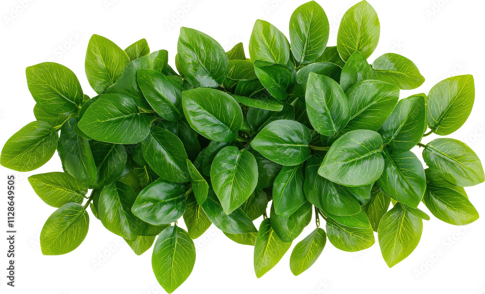 Lush green foliage with vibrant textured leaves. Lush green foliage with vibrant textured leaves.