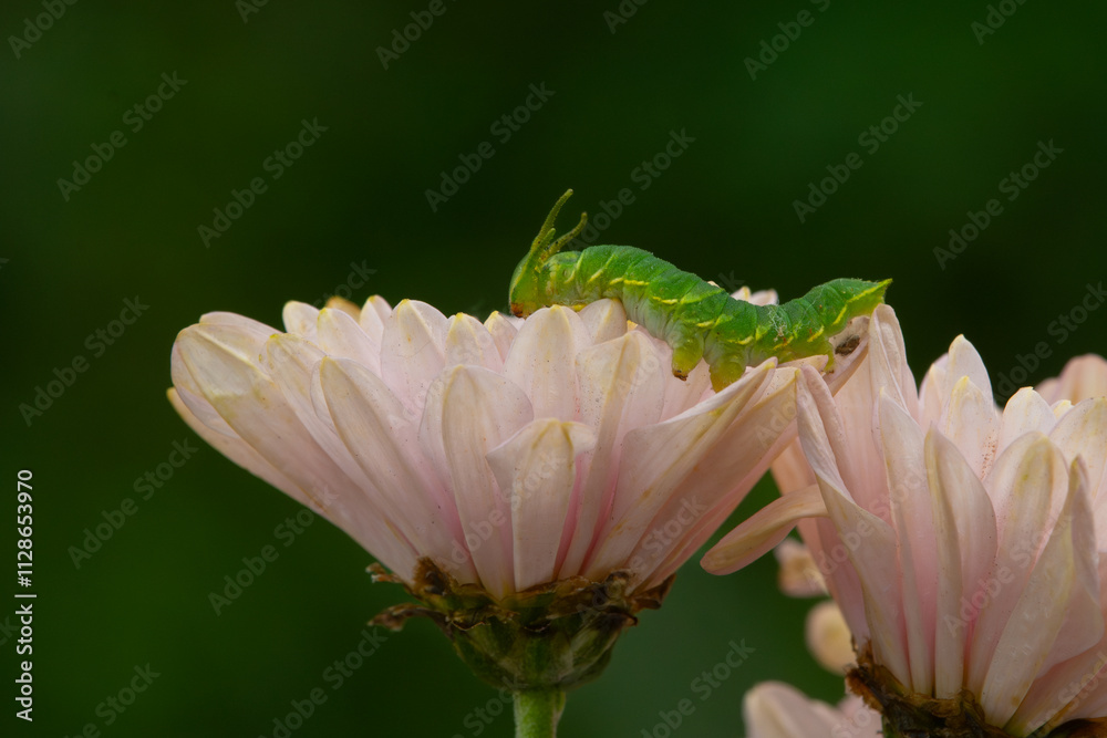 Fototapeta premium Dragon-headed caterpillar, the larval stage of the common nawab butterfly (Polyura athamas) on pink flower petal, natural bokeh background