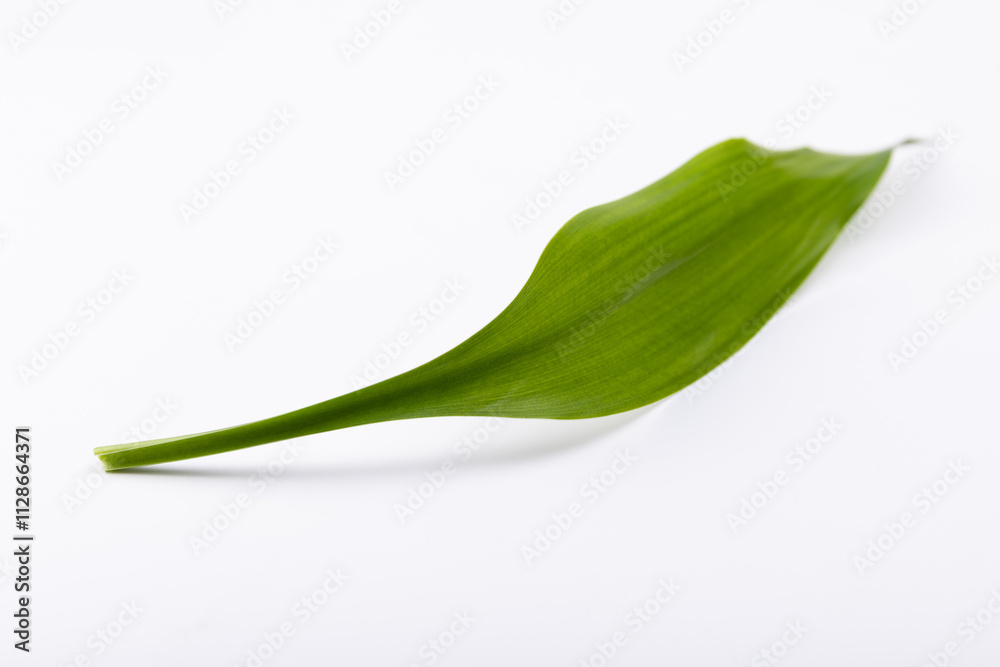 Green bamboos leaves Green bamboos leaves