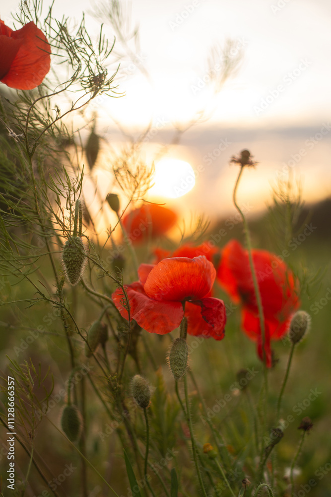 Fototapeta premium poppies in green grass on the field