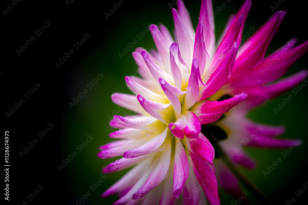 Obraz premium Vibrant pink and white flower blooms in a lush green background during daytime