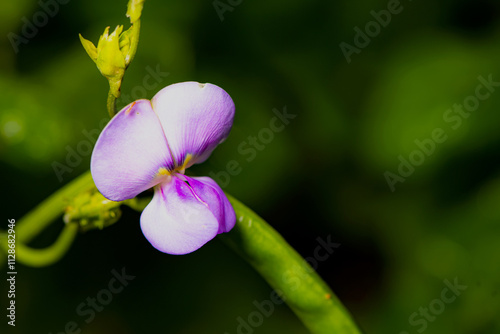 The soybeans planted by farmers in the fields bloom with beautiful flowers photo