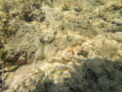 A Small Ornate Goby At The Seafloor photo