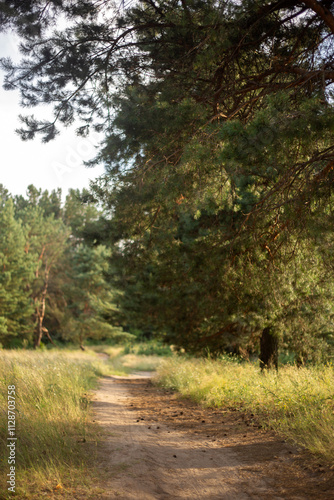 path through the birch forest in early spring