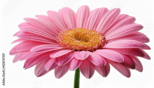pink daisy flower isolated over white background