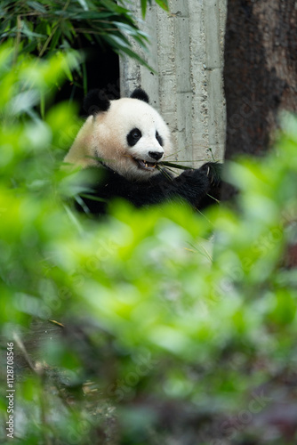 Giant panda Beichuan, Chengdu Panda Base, Sichuan, China photo