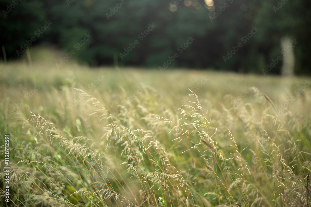 beautiful field in the summer
