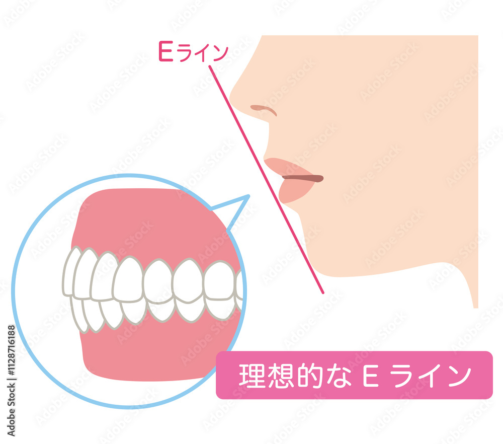 Fototapeta premium 理想的なEライン 横顔