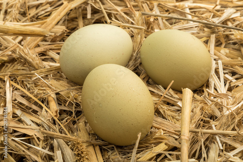 Green eggs in henhouse photo