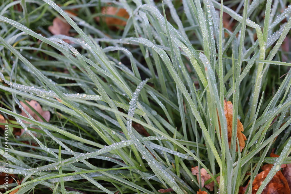 Morgentau mit feinen und großen runden Tropfen, ähnlich wie Glasperlen auf sattgrünen Grashalmen im Herbst Morgentau mit feinen und großen runden Tropfen, ähnlich wie Glasperlen auf sattgrünen Grashalmen im Herbst