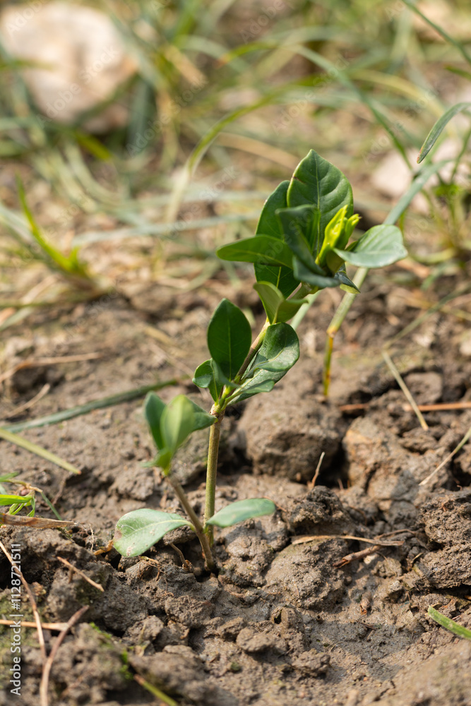 Plant gardenia saplings Plant gardenia saplings