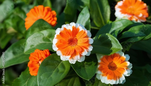 Beautiful Flowers in Nature Macro Shot