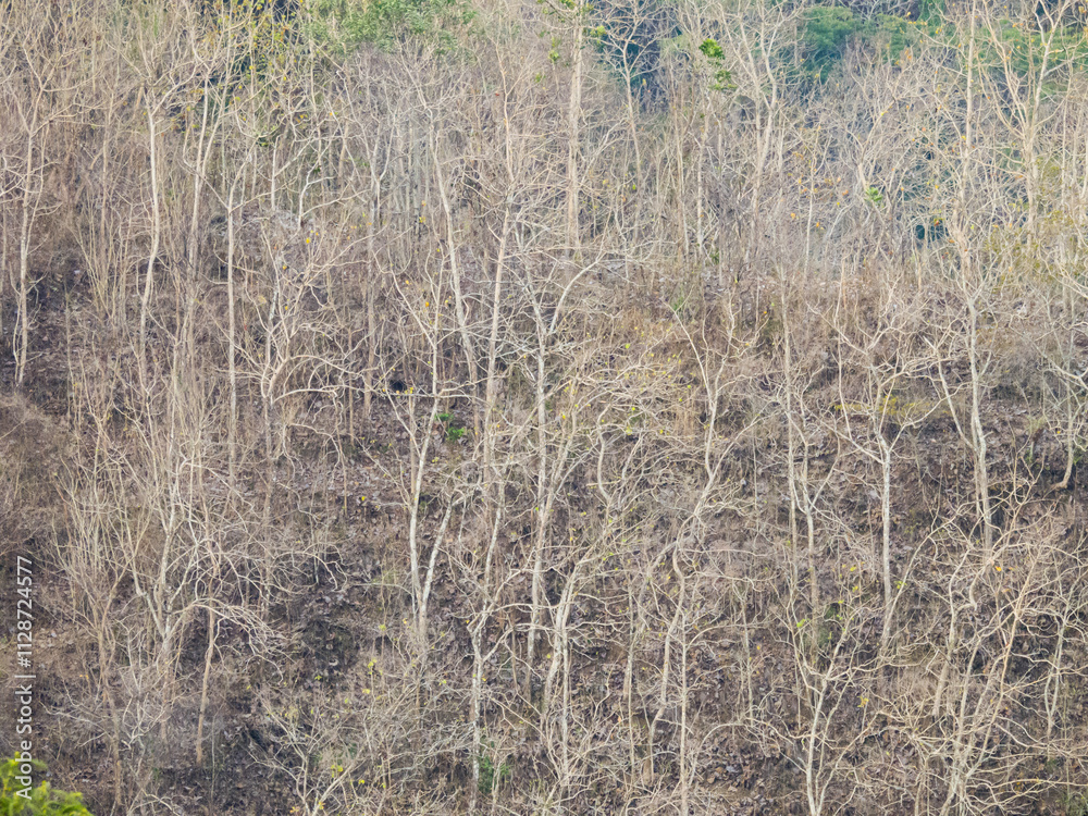 View hill with drying teak forest