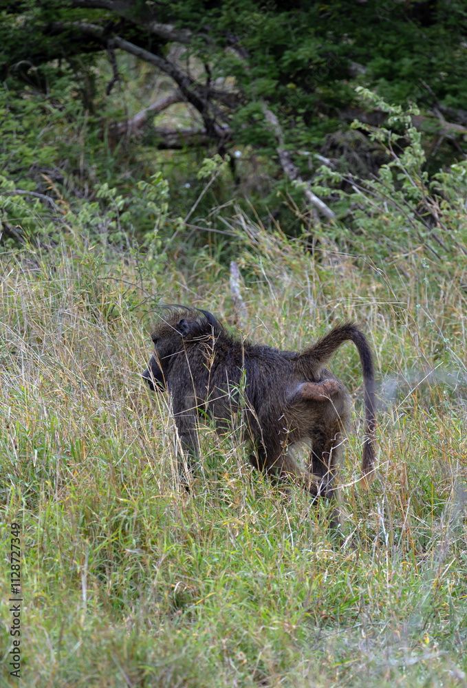 custom made wallpaper toronto digitalMonkey walks in savanna, back view. Chacma baboon in Kruger National Park, South Africa. Safari in savannah. Animals natural habitat, wildlife, wild nature background, close up