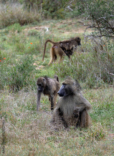 Three monkeys in Kruger National Park, South Africa. Chacma baboon Monkey close up. Safari in savannah. Animals natural habitat, wildlife, wild nature