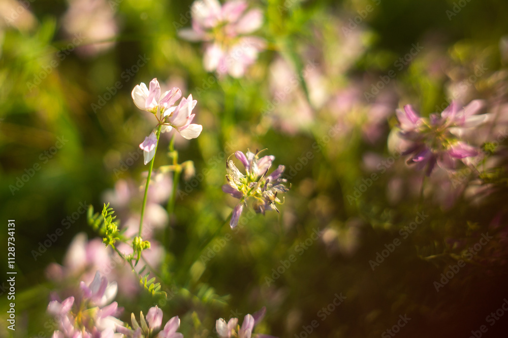 wild flowers on green grass background wild flowers on green grass background
