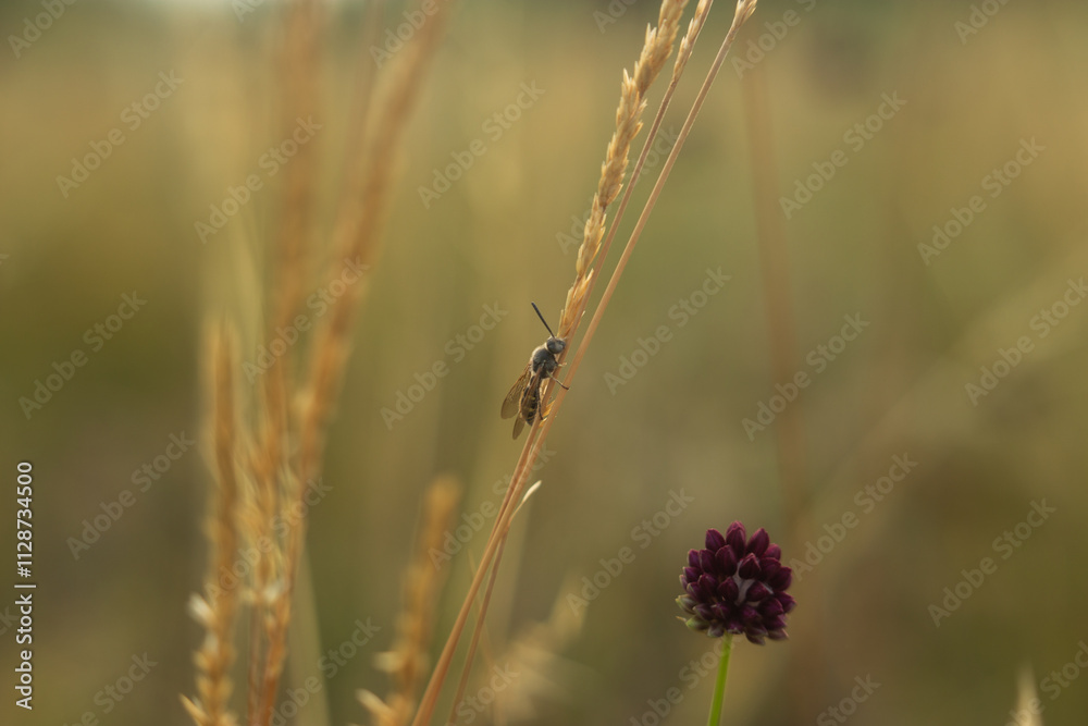a beautiful shot of a flower in the garden a beautiful shot of a flower in the garden