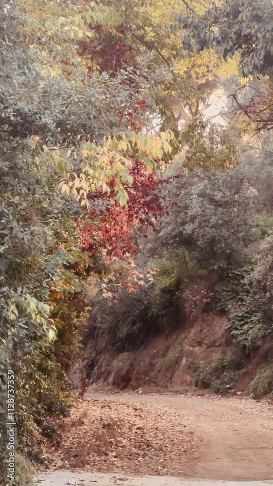 Autumn Leaves Gently Falling from Trees in a Peaceful Forest Setting. Autumn Leaves Gently Falling from Trees in a Peaceful Forest Setting.