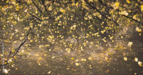 autumn leaves on the water