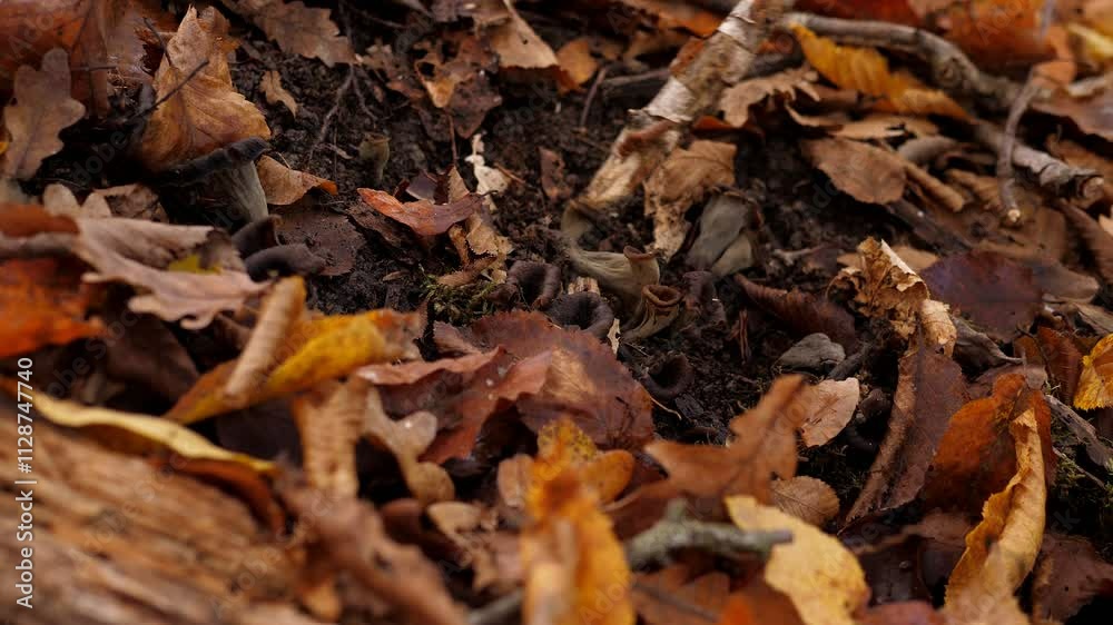 Close-up of dried mushrooms in the forest among yellow fallen foxes. It is dangerous to collect unknown mushrooms. Poisonous mushrooms. Close-up of dried mushrooms in the forest among yellow fallen foxes. It is dangerous to collect unknown mushrooms. Poisonous mushrooms.