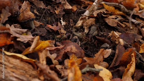 Wallpaper Mural Close-up of dried mushrooms in the forest among yellow fallen foxes. It is dangerous to collect unknown mushrooms. Poisonous mushrooms. Torontodigital.ca